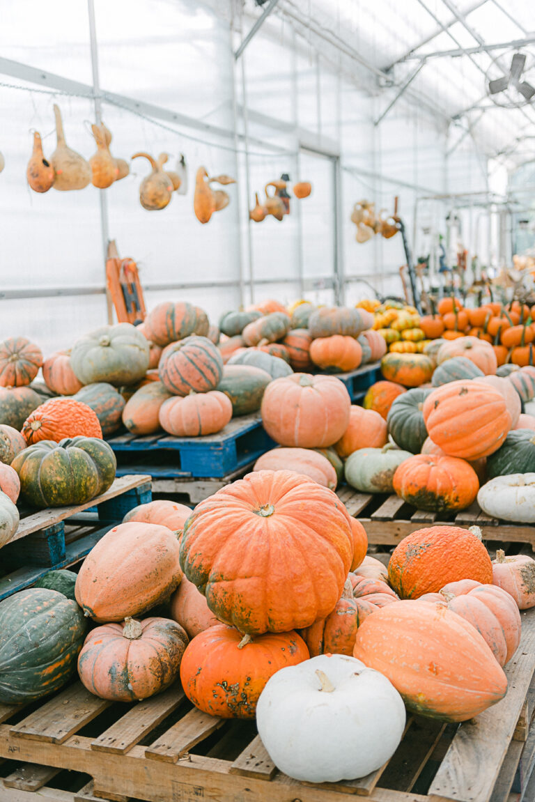Decorating for Fall at Local Homestead Products